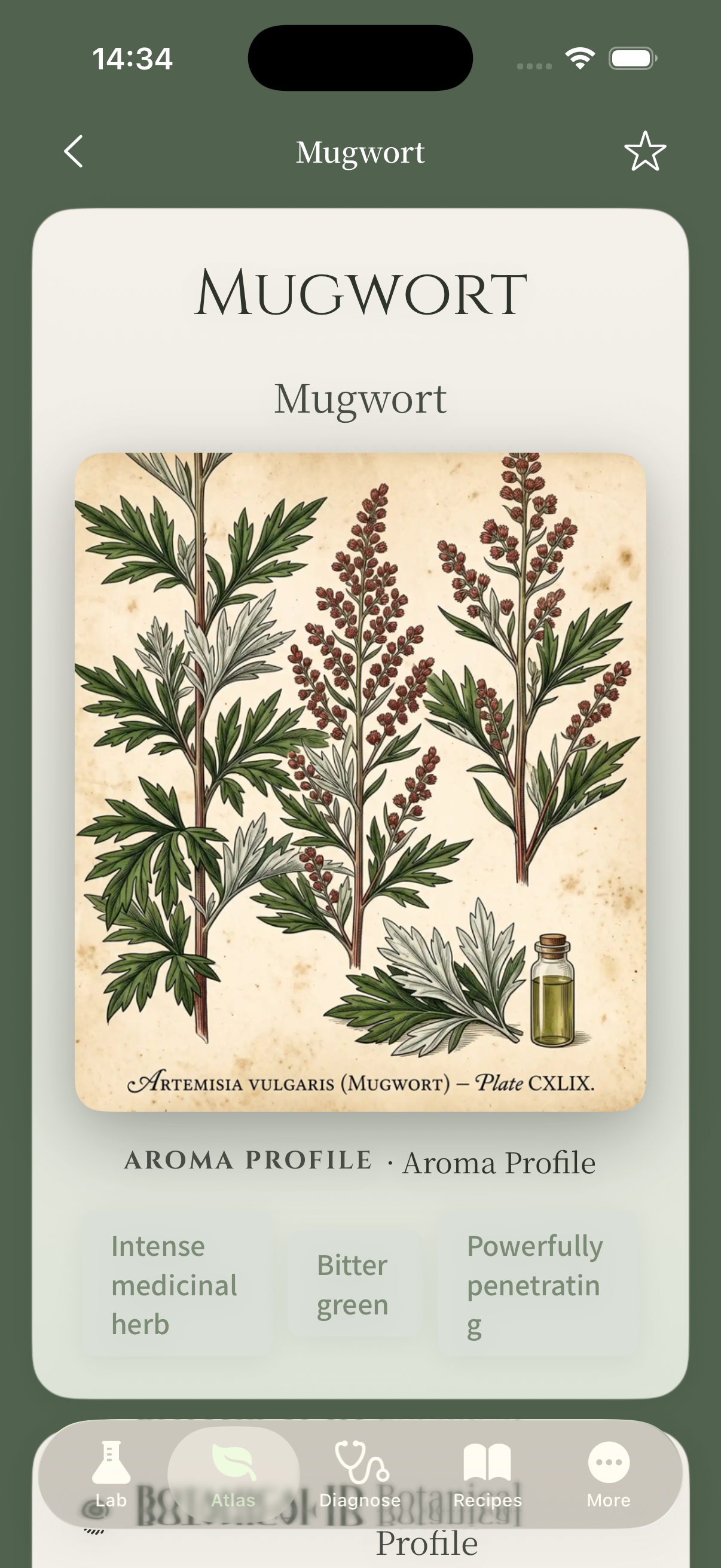 Mugwort detail
