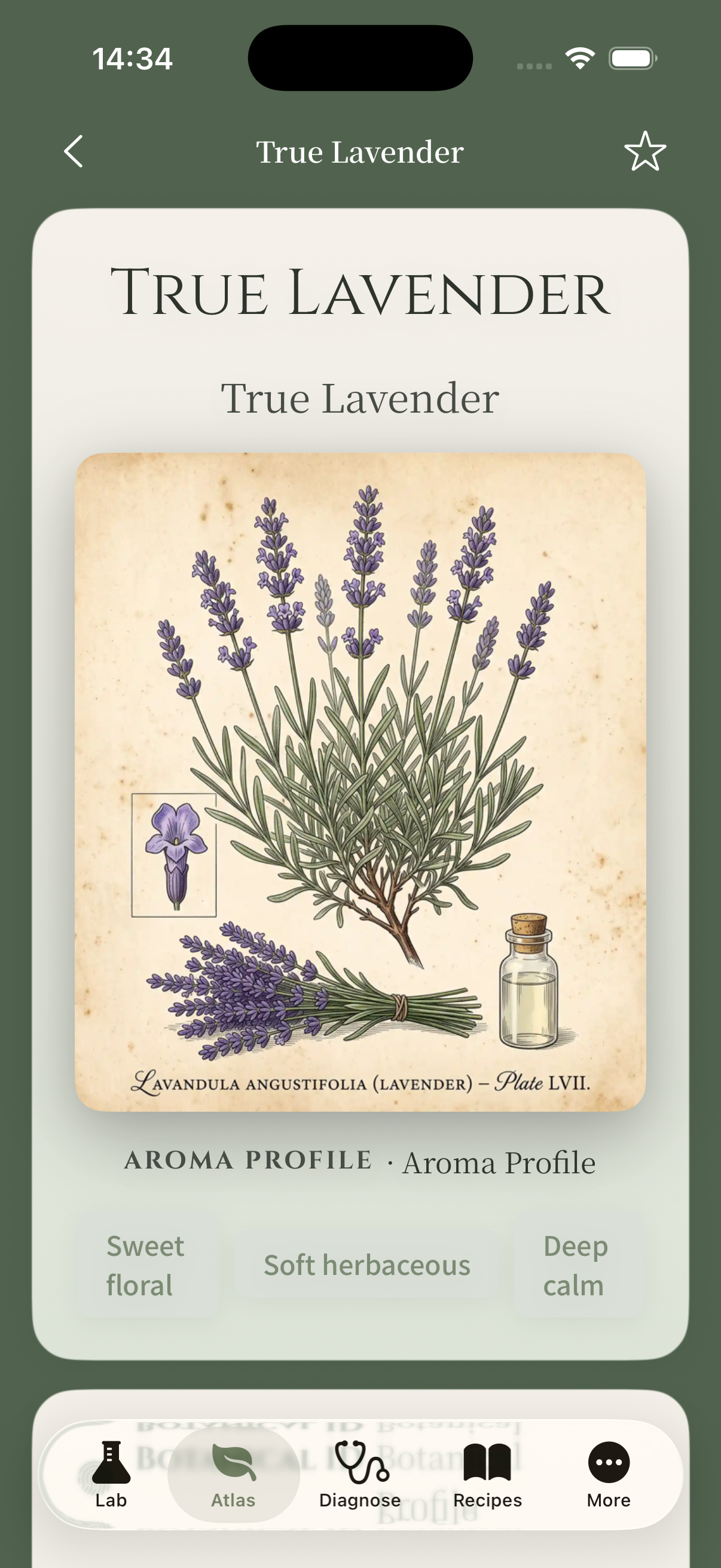 Lavender detail